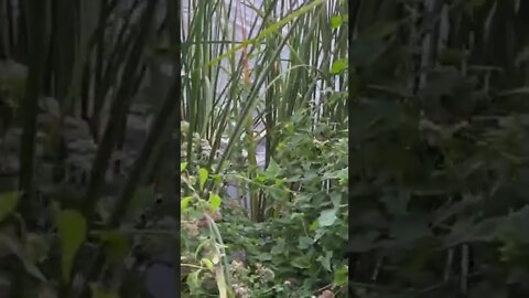 Extremely Rare Texas Otters