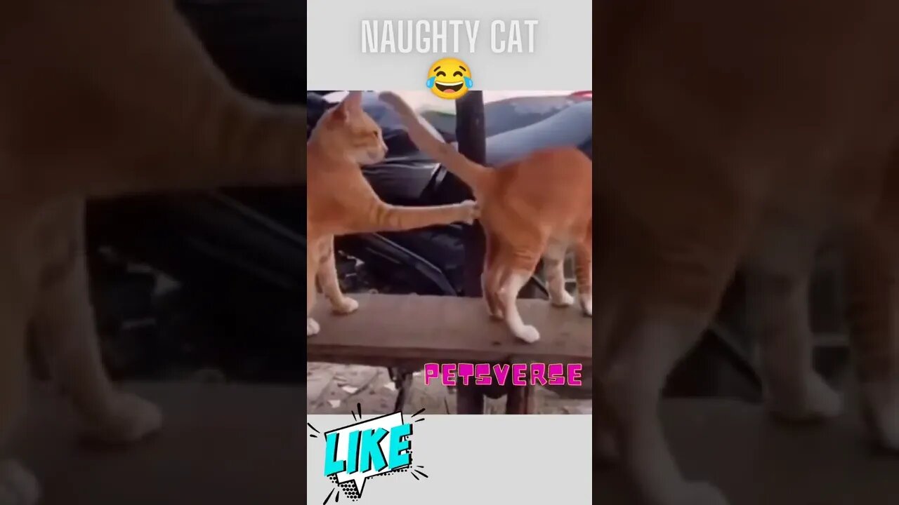 Funny 😂 and cute cat🥰 videos......#shorts #funnycat #cutecat #funny