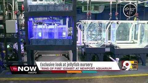 Exclusive: A nursery for jellyfish