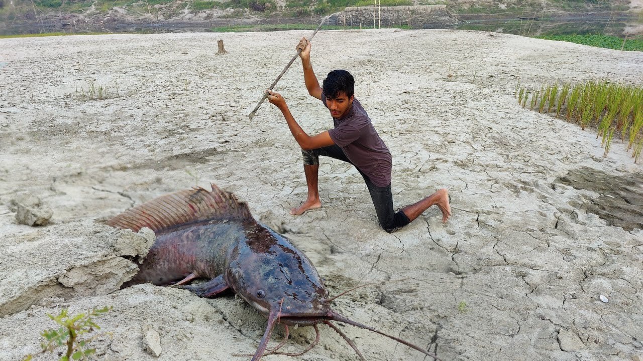 Amazing Fishing Technology😮Dry Place Searching Cat Fish Search Underground Hole🥱Dry Season Fishing