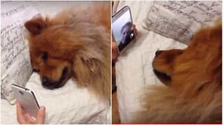 Trængende hund FaceTimer sin ejer