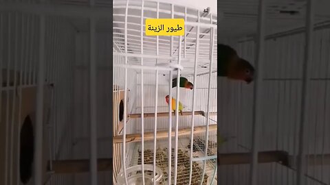 طيور الزينة روعة