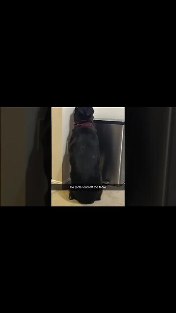 Dog isn't speaking until he has his lawyer 🤣 #dog #shorts