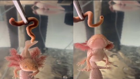 Strange four-legged fish