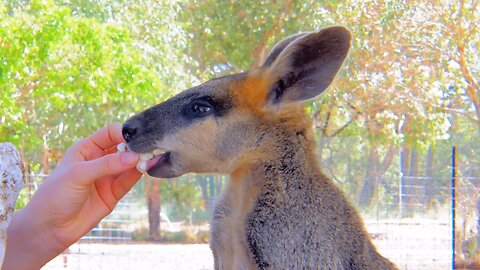 Adorable Wallaby Enjoys a Tasty Popcorn Treat
