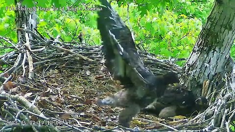 Hays Eagles H19 catching air! Well...almost, its a start! 05-07-2023 17:12