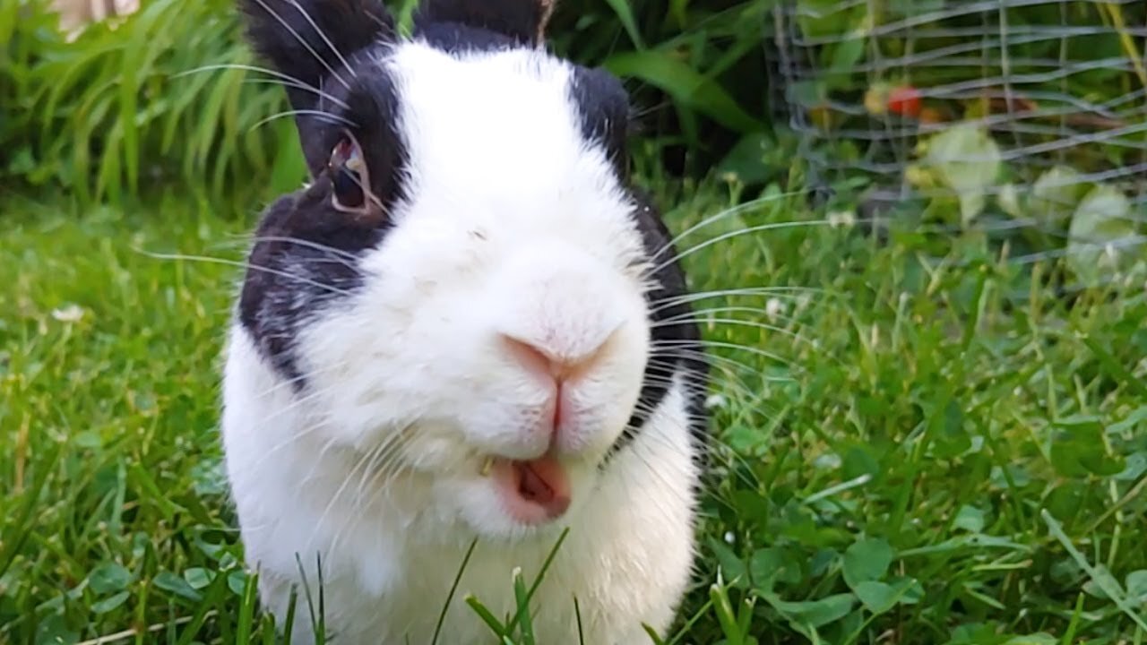 Rabbit falls over trying to eat a strawberry