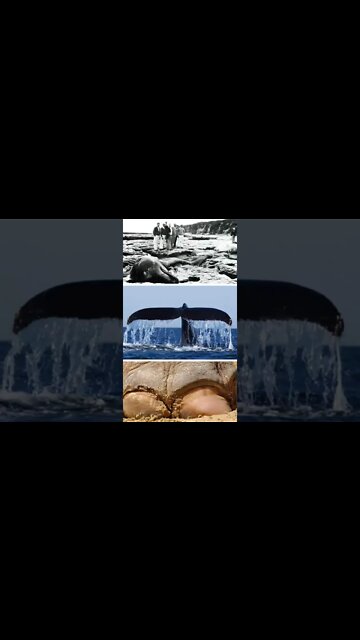 Il mistero del mostro di Santa Cruz