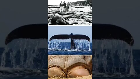 Il mistero del mostro di Santa Cruz