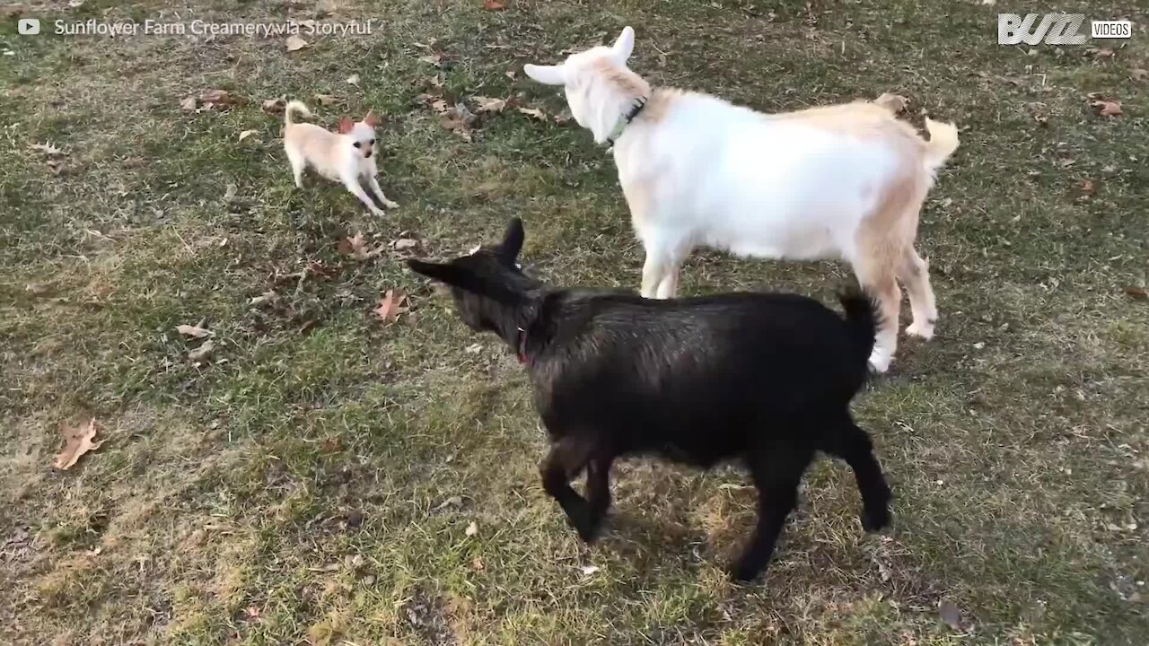 Amitié improbable entre deux chèvres et un chihuahua