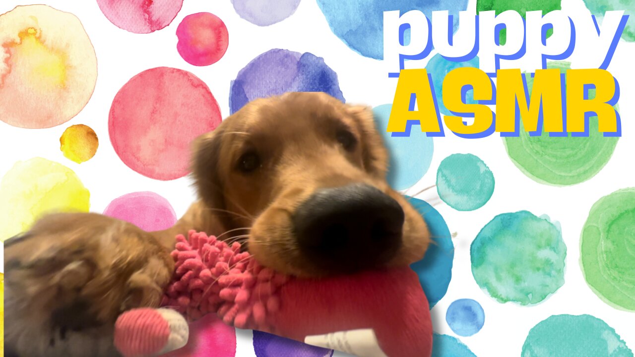 Adorable Golden Retriever Puppy Playing with his New Toys up Close | Dog ASMR