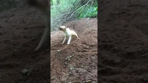NO human needed!