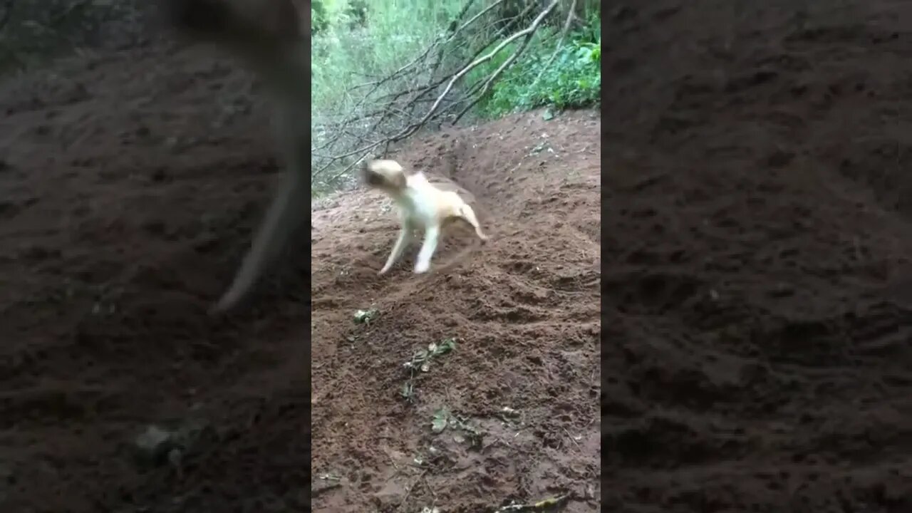 NO human needed!
