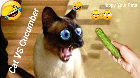 Funny cats | Funny Dogs | Funny Animal Videos | Hillarious Pets Adorable Pets | Kitten | Puppy 148