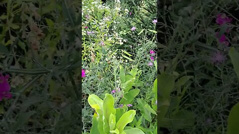 Backyard Pollinator Patch
