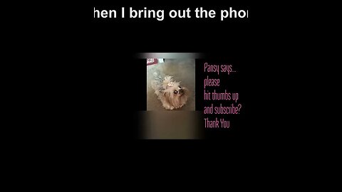 MY YORKE ,PANSY PROMOTING HER VIDEO'S