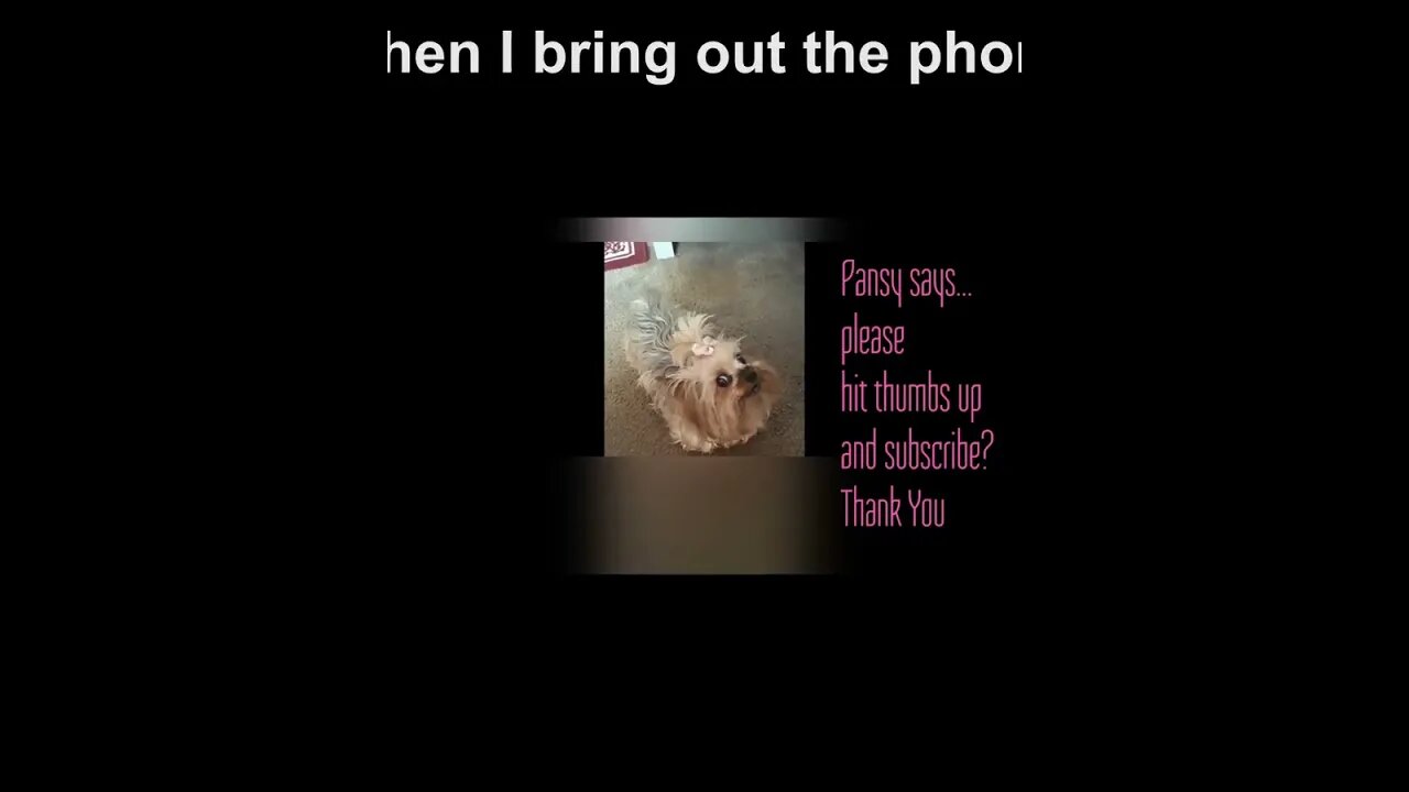 MY YORKE ,PANSY PROMOTING HER VIDEO'S