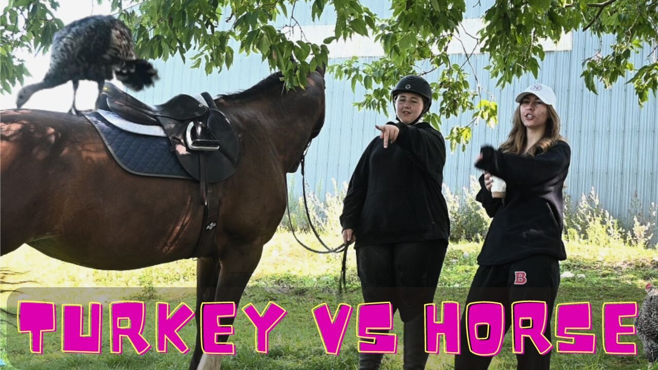 Horses Crazy Reaction!