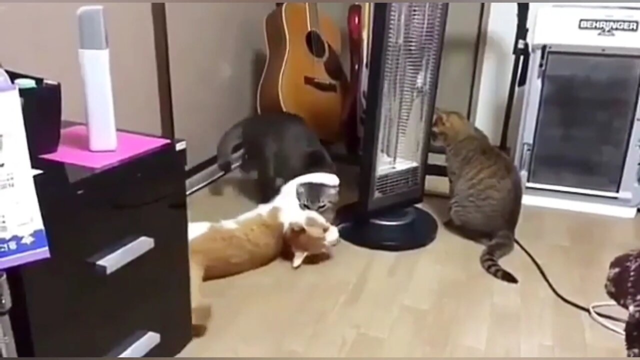 Baby Cat --Cute and Funny Cat Videos Compilation 1