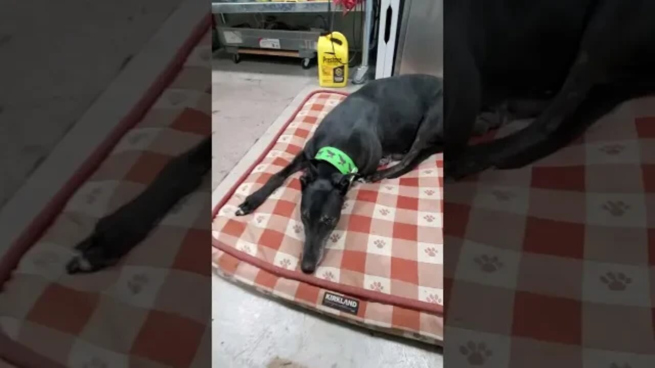 ShopDog Short #3: Belt Fits!