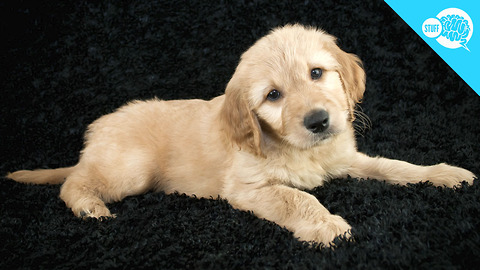 BrainStuff: Why Do Dogs Tilt Their Heads?