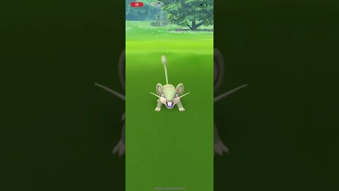 Shiny Rattata