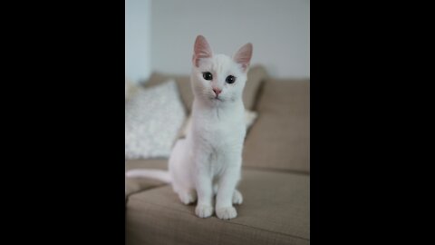 OMG so cute white cats ❤️ Funny Cats Videos 2021 #02
