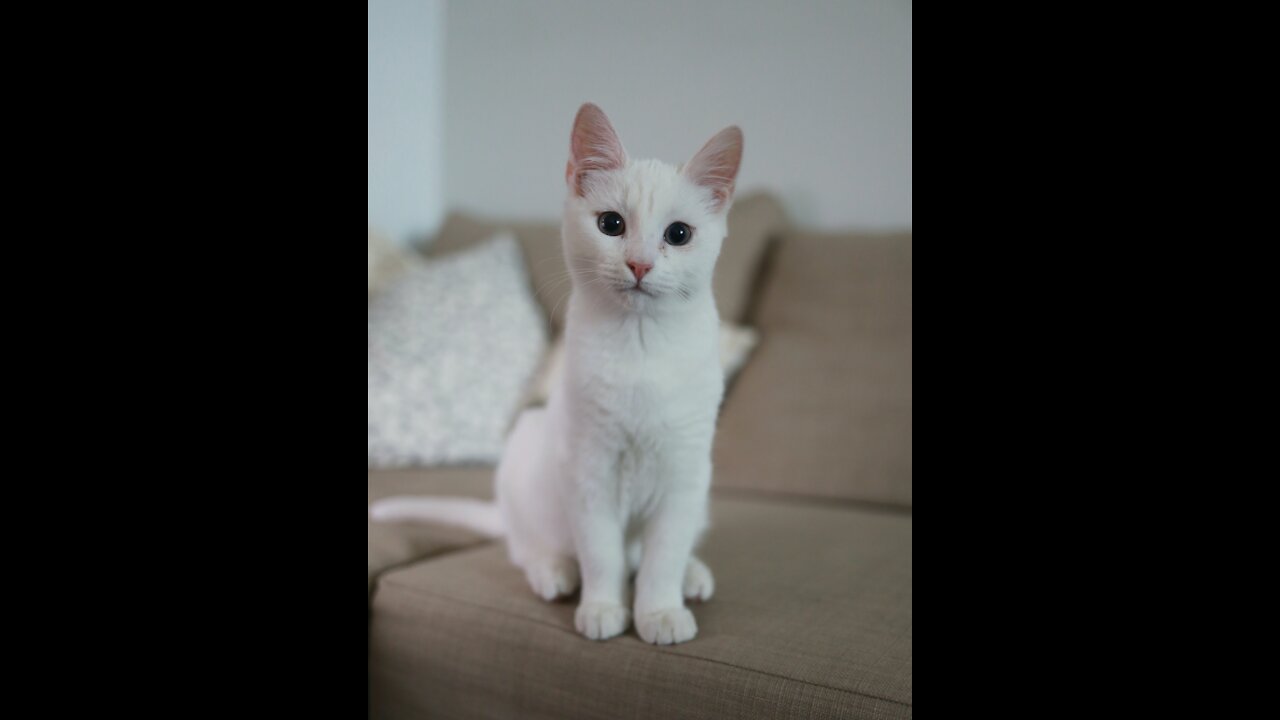 OMG so cute white cats ❤️ Funny Cats Videos 2021 #02