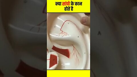 अगर सांपो के कान नही होते तो बीन पर नाचने क्यों लगता है 🤯🐍#facts #shorts