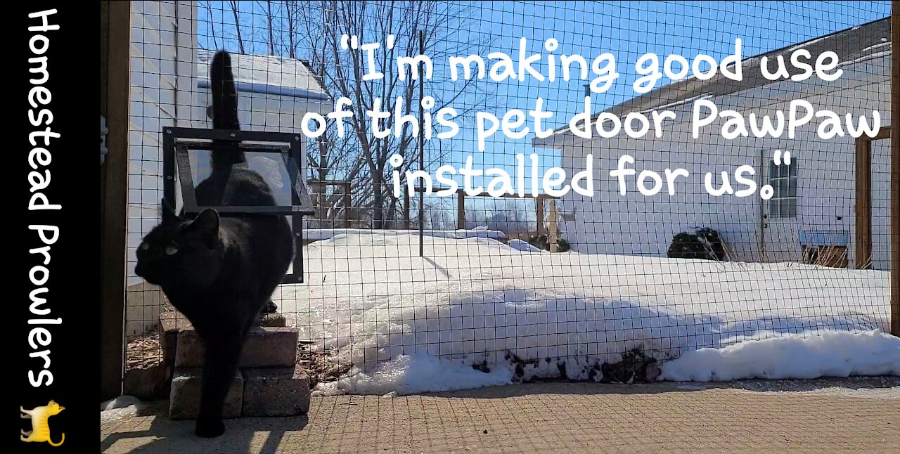 Zoe Cat Wants To Come Inside The House