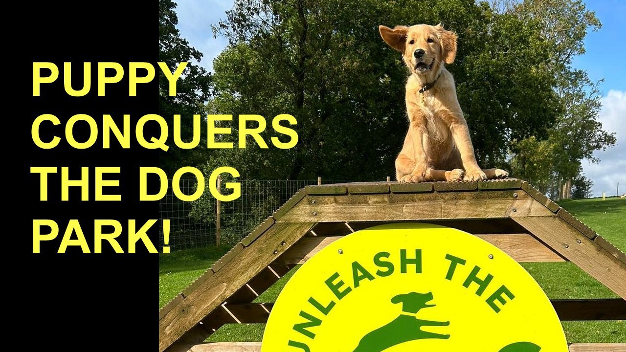 Golden Retriever Puppy CONQUERS the Dog Park!