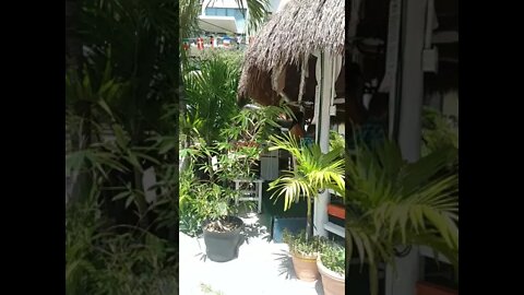 Must try restaurants in Playa del Carmen #Shorts