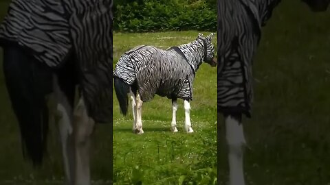 Cool Horse #yorkshire #horses