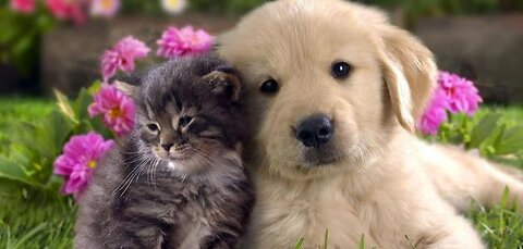 BestFunnyAnimalVideos,funniest animalsever.relaxwithcuteanimalsvideo