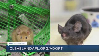Cleveland APL pets of the weekend: Bliss and Buffy