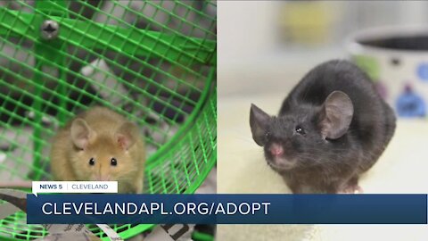 Cleveland APL pets of the weekend: Bliss and Buffy