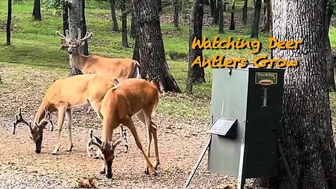 Antlers Blossoming! Forrest is Back!!