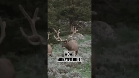 WOW! MONSTER BULL ELK! #elk #elkhunting #shortsvideo #shortsfeed #hunting #bull #wyoming #monster