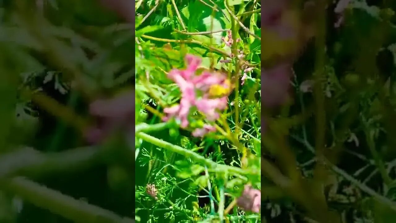 🤨☺️ #youtubeshorts #shorts #youtube #shortvideo #shortyoutube