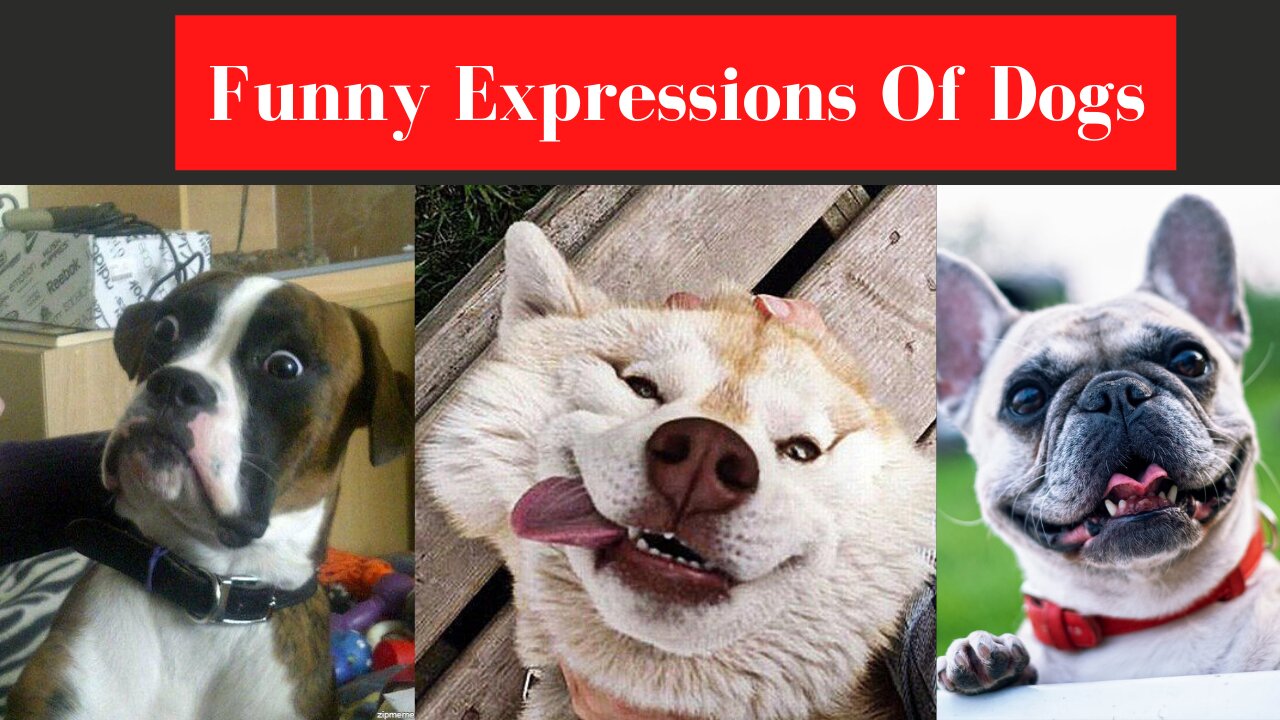 Dog Reaction That face Expression LOL