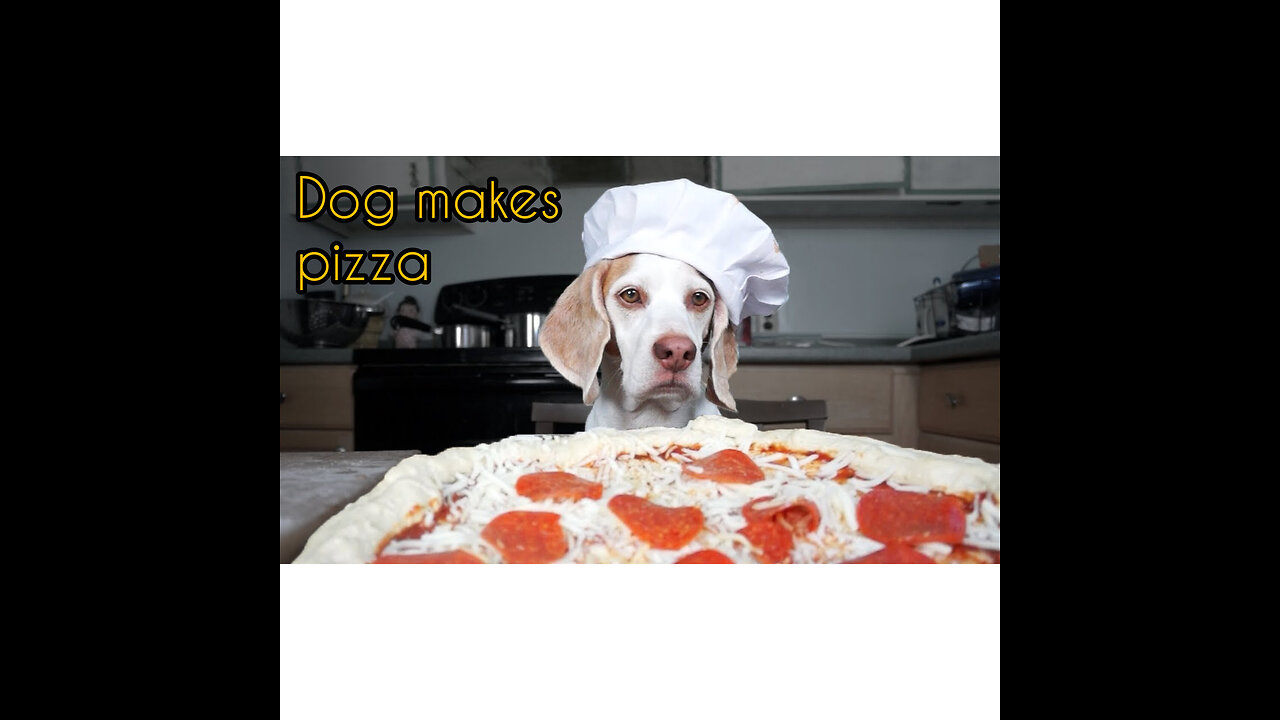 Dog makes pizza