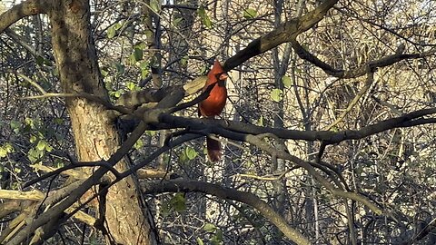 Male Cardinal must be new to James Gardens