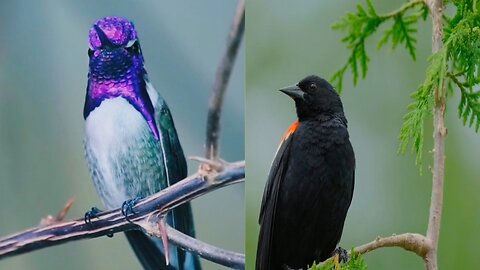 Hummingbird and red winger black bird