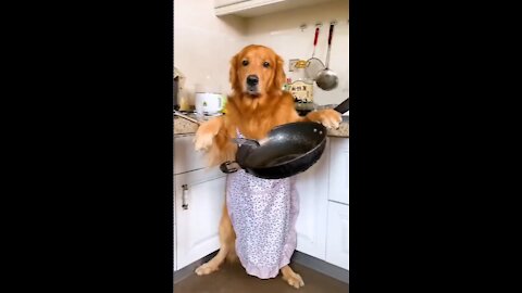 Golden Retriever goes for grocery shopping