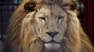 Relaxing wild animals and looking at the camera HD