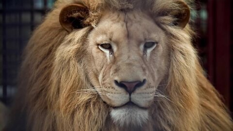 Relaxing wild animals and looking at the camera HD