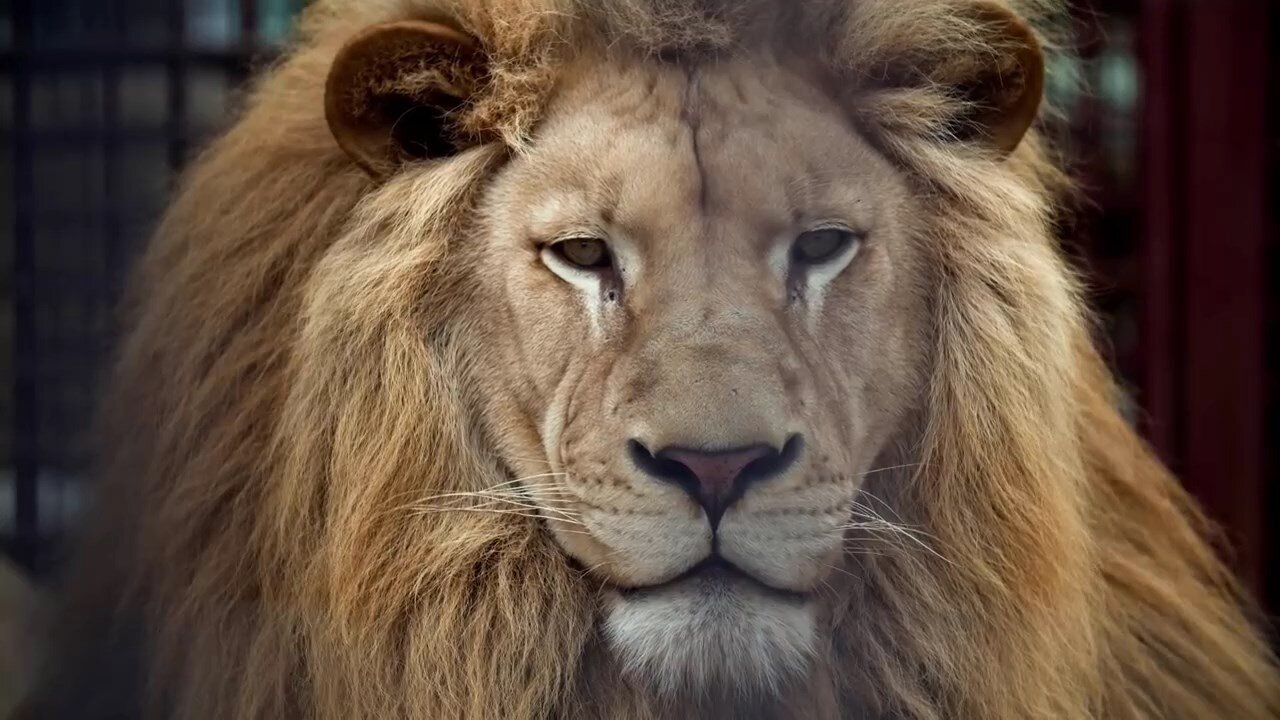 Relaxing wild animals and looking at the camera HD