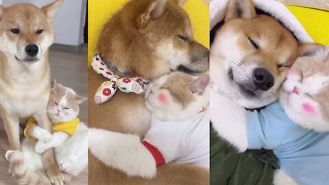 🐕🐈Dogs and cat Are the Best funny video|😅 They make you laugh #4🐶😺😅