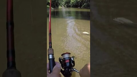 Surprise catch in Creek today. #creekfishing #fishing #bassfishing