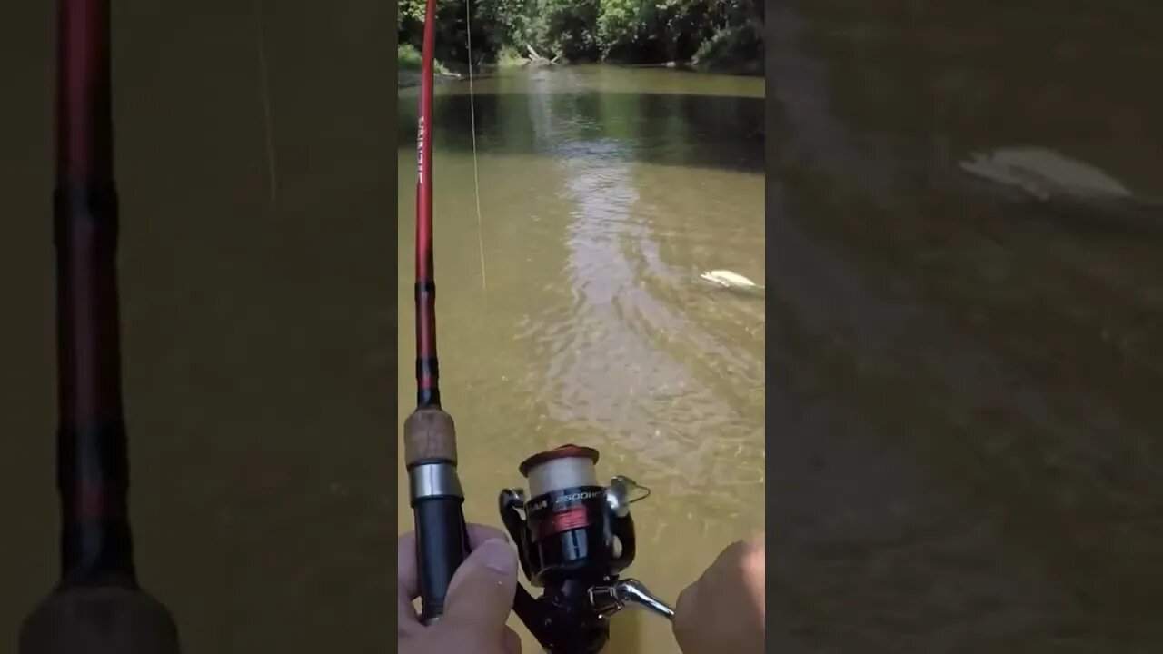 Surprise catch in Creek today. #creekfishing #fishing #bassfishing